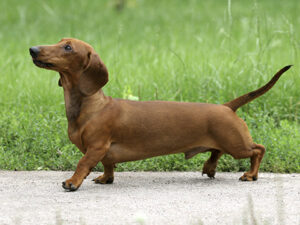 Dachshund