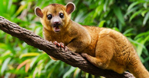 kinkajou_