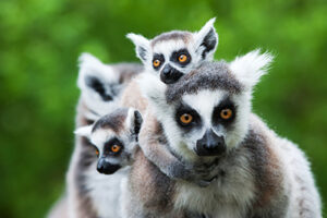 lemur_